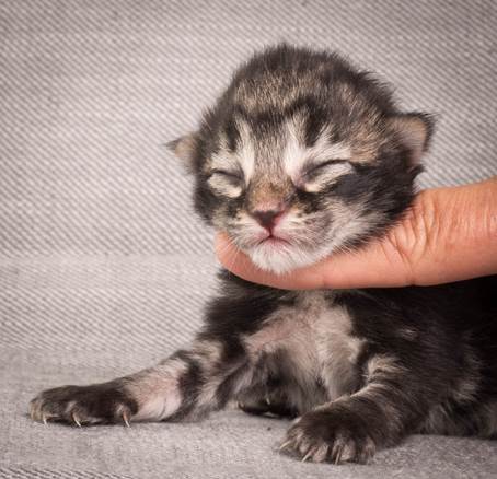 20140702_Z-kull_3_days_0032