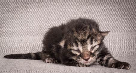 20140702_Z-kull_3_days_0029