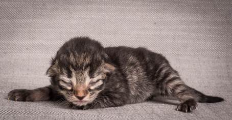 20140702_Z-kull_3_days_0049