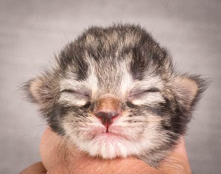 20140702_Z-kull_3_days_0045