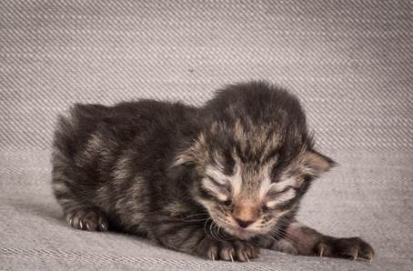 20140702_Z-kull_3_days_0043