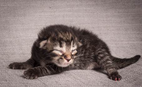 20140702_Z-kull_3_days_0060