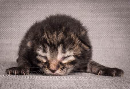 20140702_Z-kull_3_days_0054