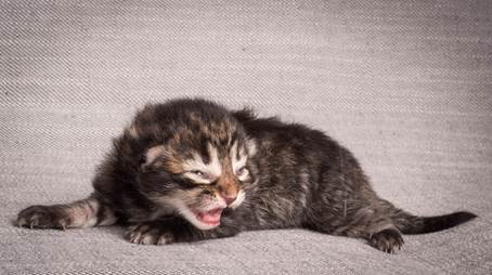 20140702_Z-kull_3_days_0072