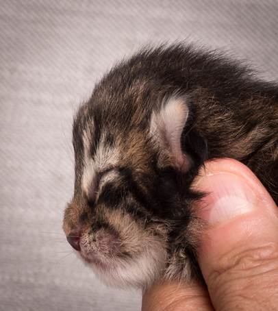 20140702_Z-kull_3_days_0071