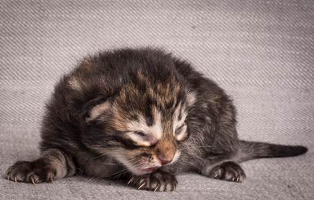 20140702_Z-kull_3_days_0065