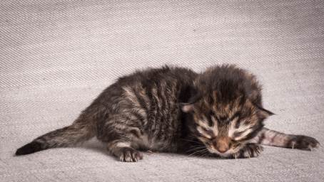 20140702_Z-kull_3_days_0076