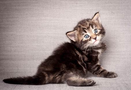 20140720_Z-kull_3_weeks_0044