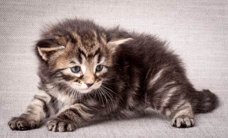 20140720_Z-kull_3_weeks_0036