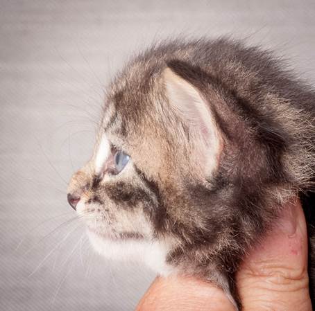 20140720_Z-kull_3_weeks_0035