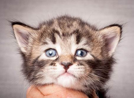 20140720_Z-kull_3_weeks_0034