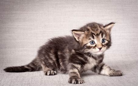 20140720_Z-kull_3_weeks_0045