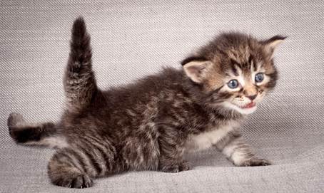 20140720_Z-kull_3_weeks_0057