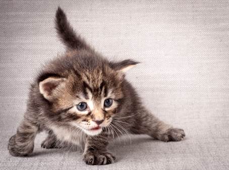 20140720_Z-kull_3_weeks_0053