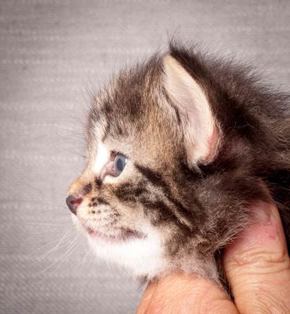 20140720_Z-kull_3_weeks_0052