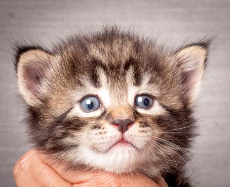 20140720_Z-kull_3_weeks_0051