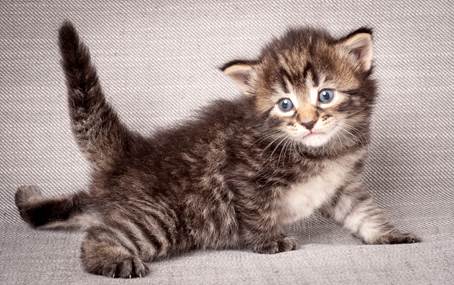 20140720_Z-kull_3_weeks_0058