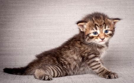 20140720_Z-kull_3_weeks_0093