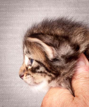 20140720_Z-kull_3_weeks_0080