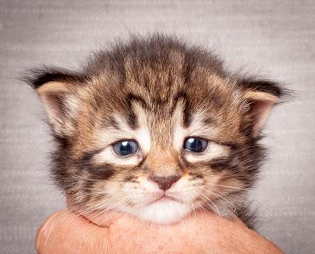 20140720_Z-kull_3_weeks_0079