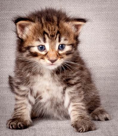 20140720_Z-kull_3_weeks_0078