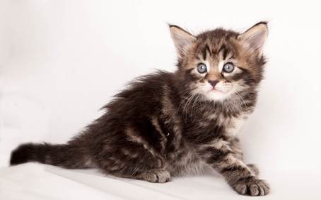 20140727_Z-kull_4_weeks_0041-Edit