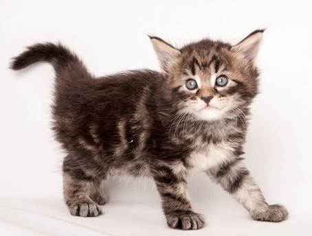 20140727_Z-kull_4_weeks_0039