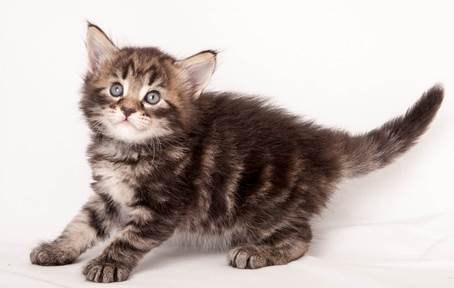 20140727_Z-kull_4_weeks_0036