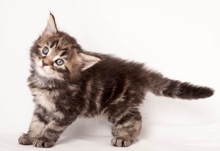 20140727_Z-kull_4_weeks_0035