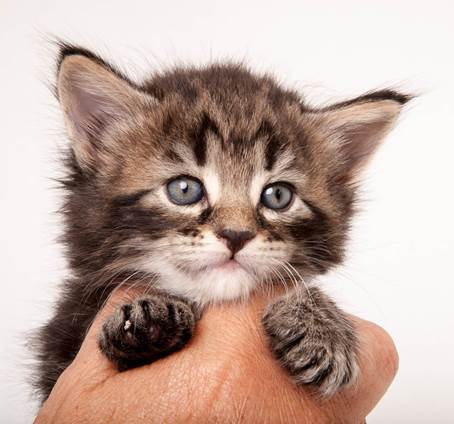 20140727_Z-kull_4_weeks_0044