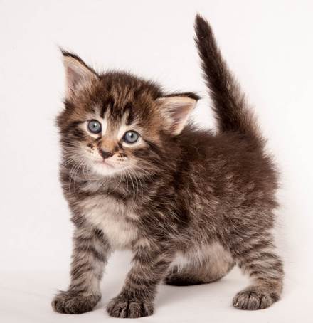 20140727_Z-kull_4_weeks_0056