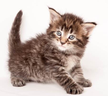 20140727_Z-kull_4_weeks_0055