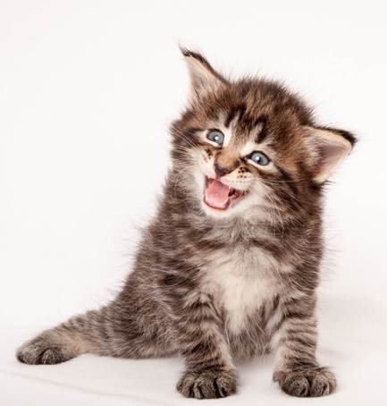 20140727_Z-kull_4_weeks_0051