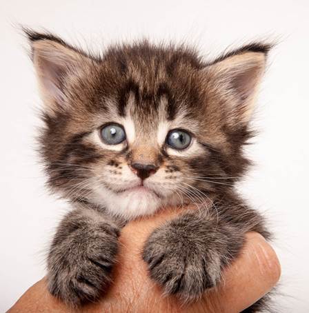 20140727_Z-kull_4_weeks_0059