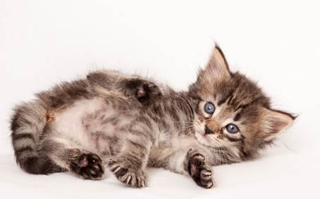 20140727_Z-kull_4_weeks_0070