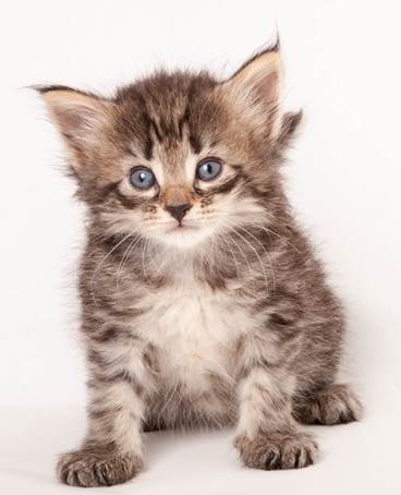 20140727_Z-kull_4_weeks_0065