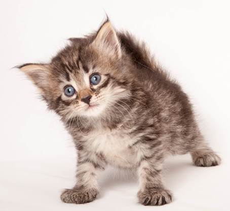 20140727_Z-kull_4_weeks_0064