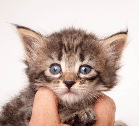 20140727_Z-kull_4_weeks_0078