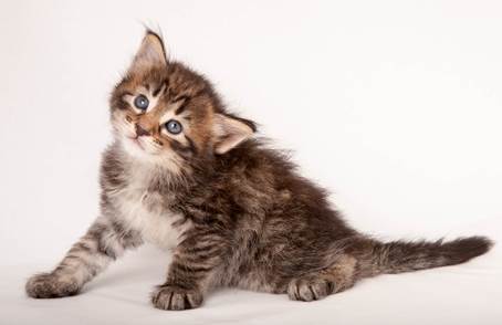 20140727_Z-kull_4_weeks_0089