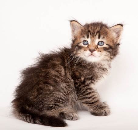 20140727_Z-kull_4_weeks_0086