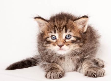 20140727_Z-kull_4_weeks_0081