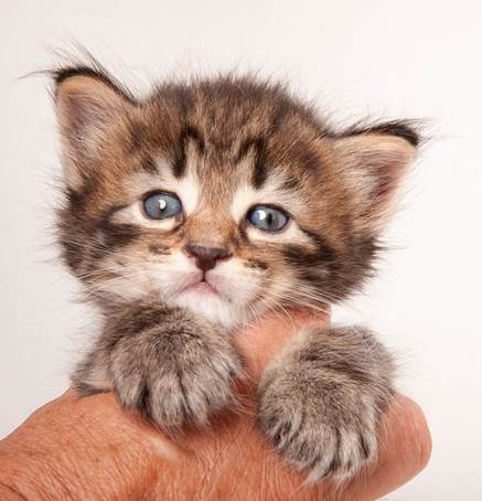 20140727_Z-kull_4_weeks_0093