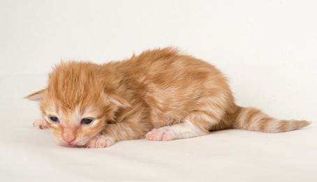 20150610_e2-kull_1_week_0013