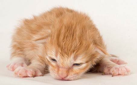 20150610_e2-kull_1_week_0003