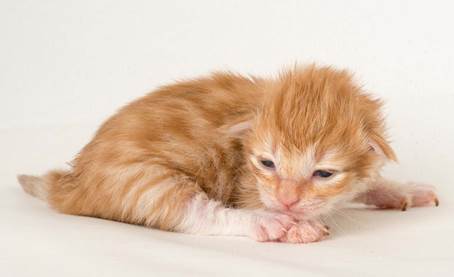 20150610_e2-kull_1_week_0015