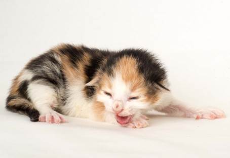 20150610_e2-kull_1_week_0041