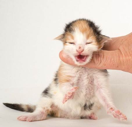 20150610_e2-kull_1_week_0032