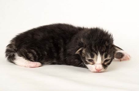 20150610_e2-kull_1_week_0060