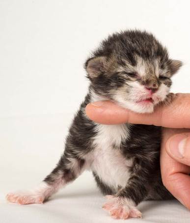 20150610_e2-kull_1_week_0065