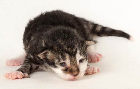 20150610_e2-kull_1_week_0075